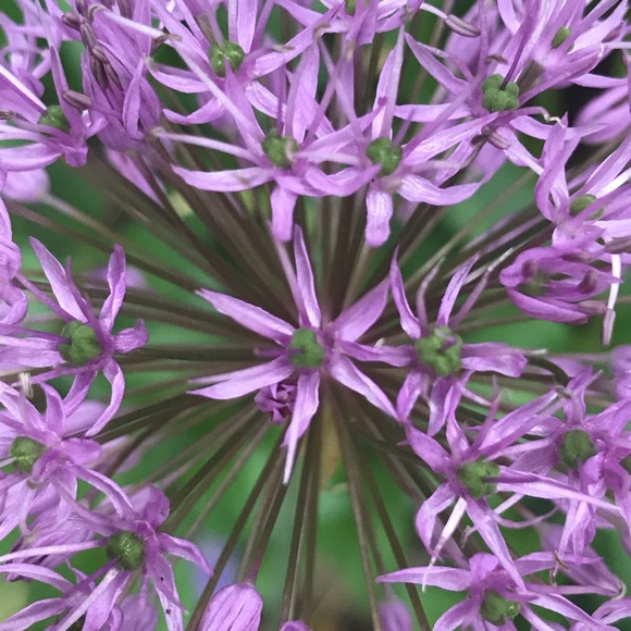 Meet your Posher, Monica - Picture 1 of 1